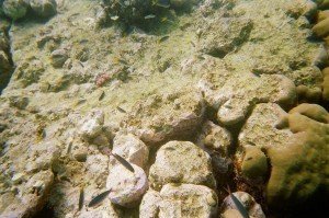 Great Barrier Reef