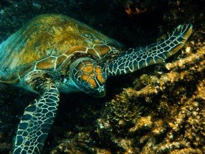 Great Barrier Reef