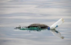 Great Pacific Garbage Patch